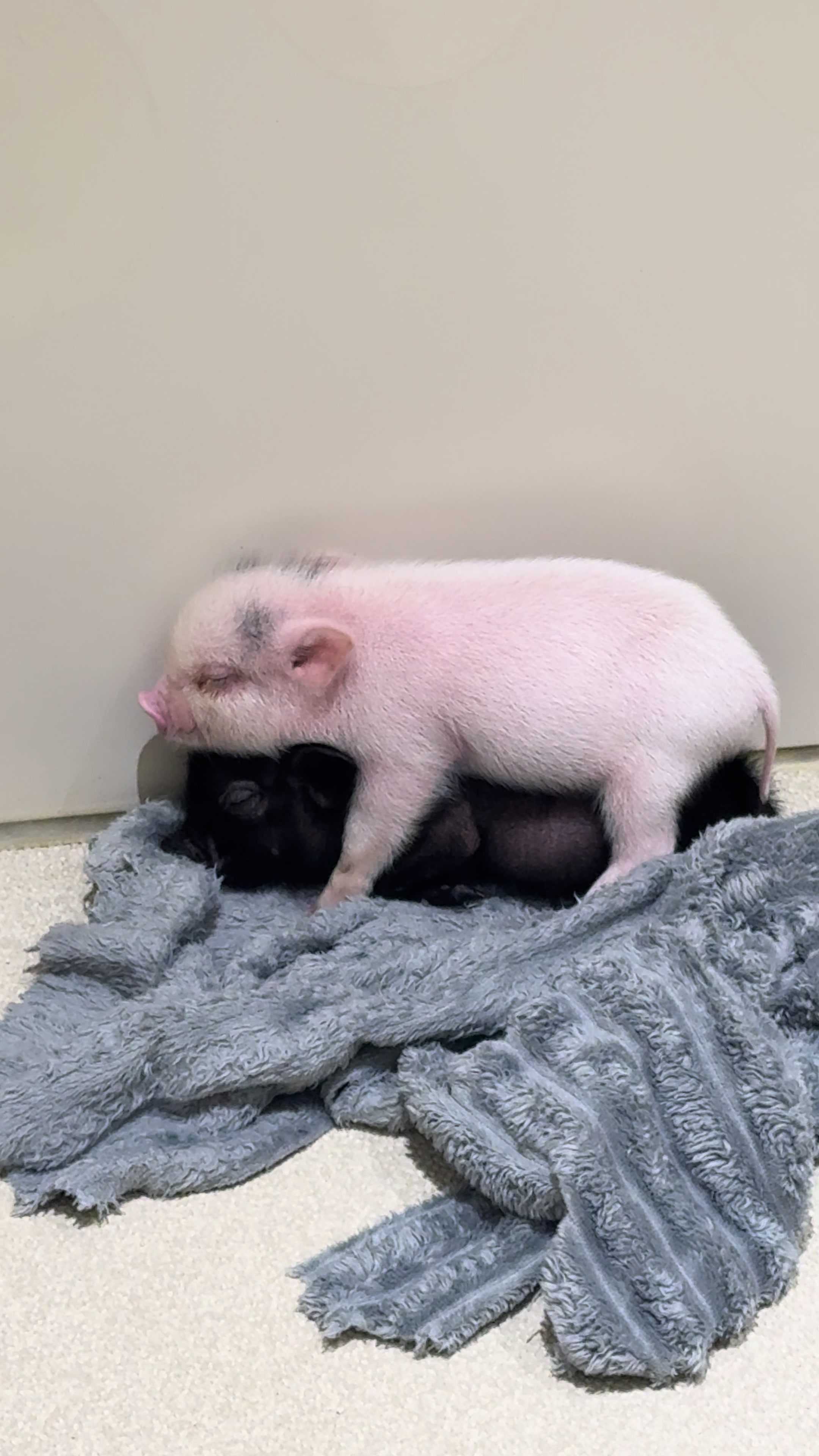 @pignic