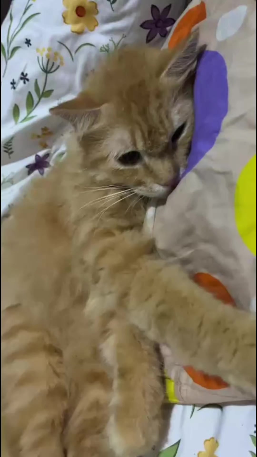 @😺 0chil 😺