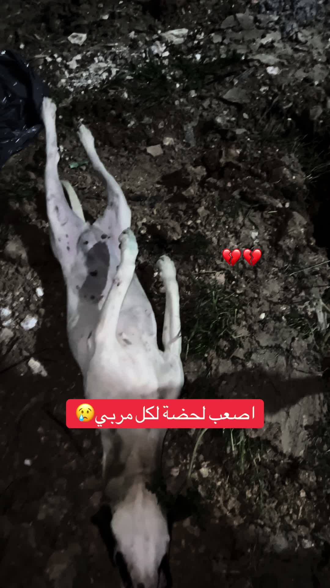 @DOGO ARGENTINO R.A.S🇦🇷🔥