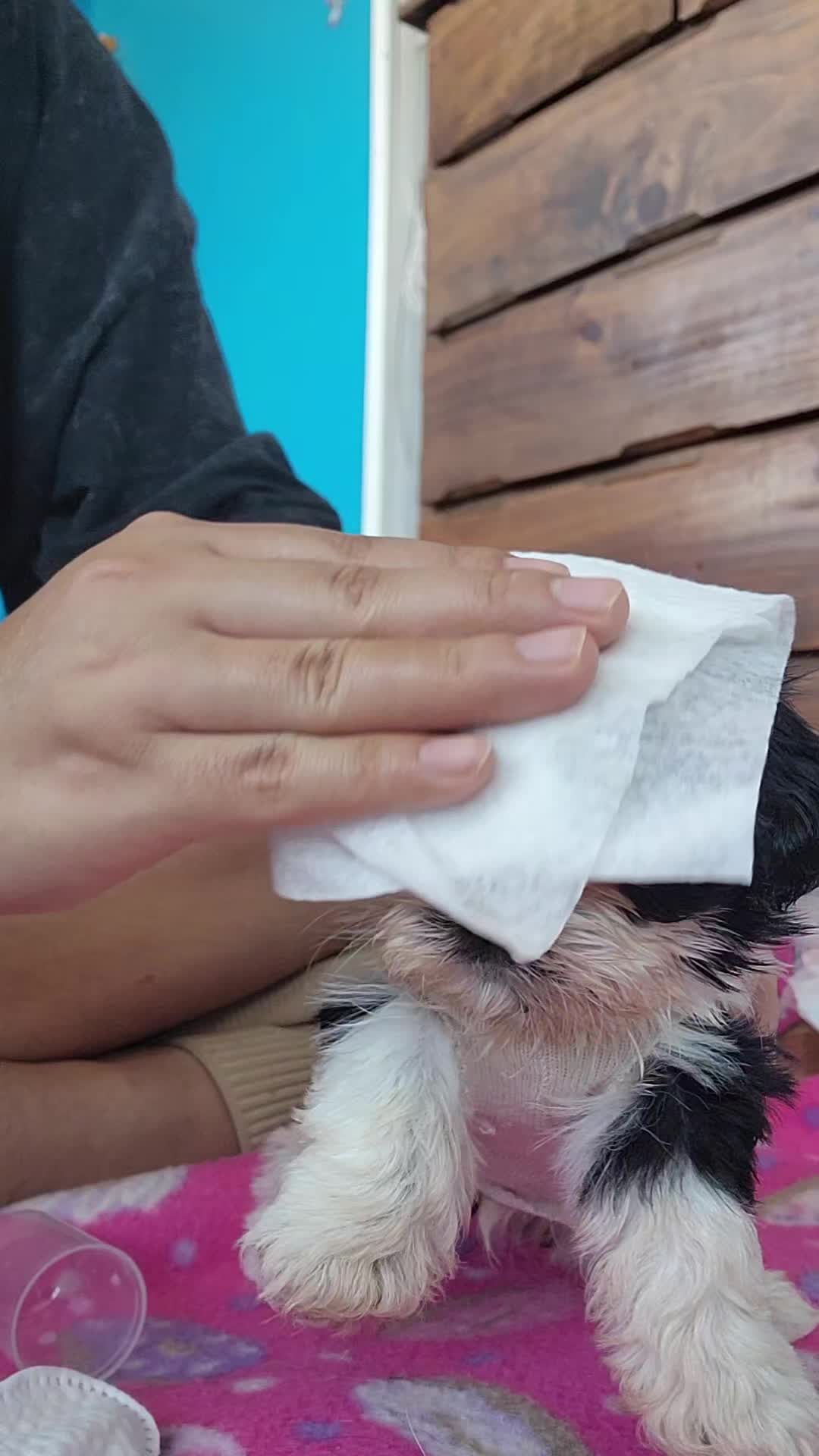 @𝙋𝙚𝙡𝙪𝙙𝙞𝙩𝙤𝙨 𝙚𝙣 𝙄𝙘𝙖