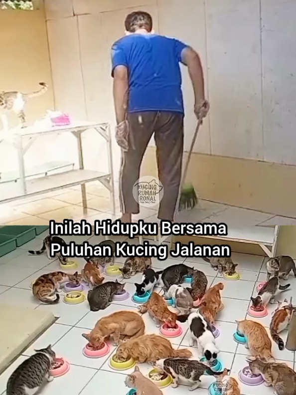 @Kucing Rumah Ronal