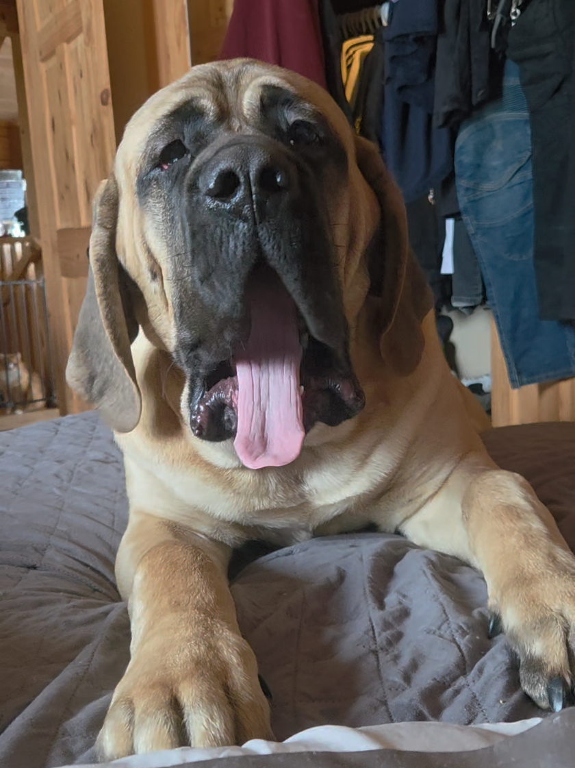 @Maple Mastiffs