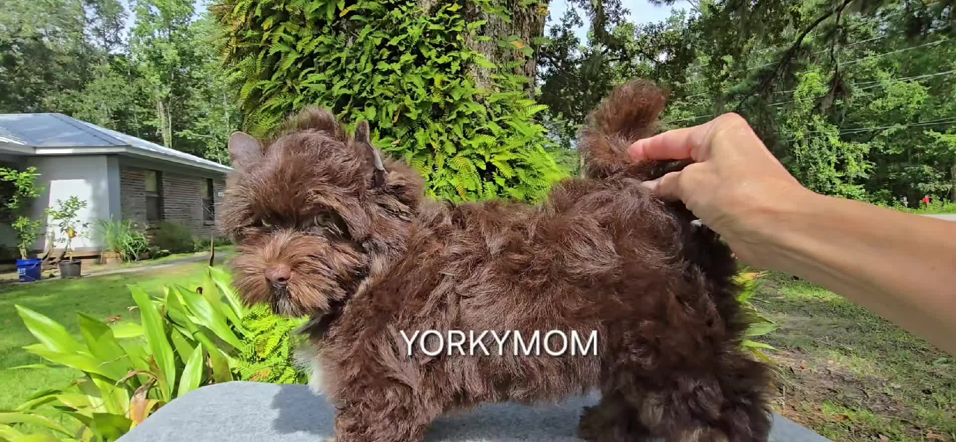@theYorkymom