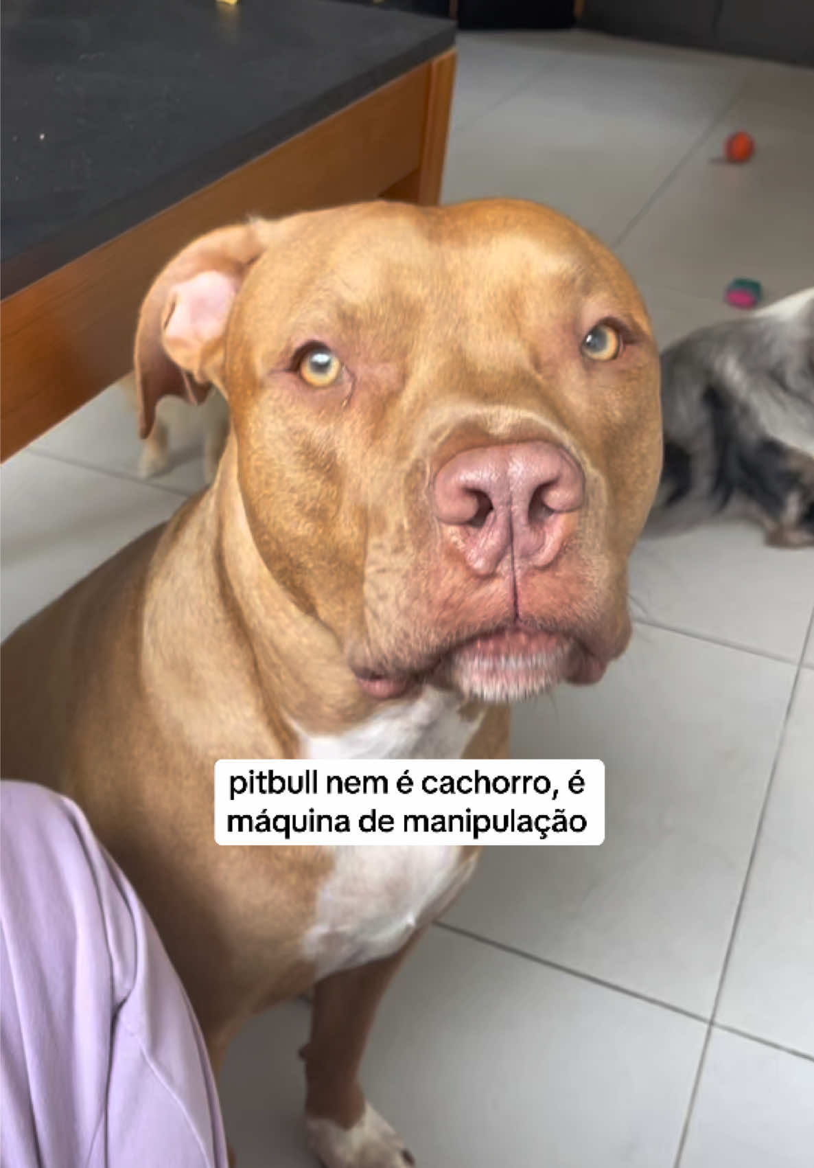 @2DOGSEMEIO