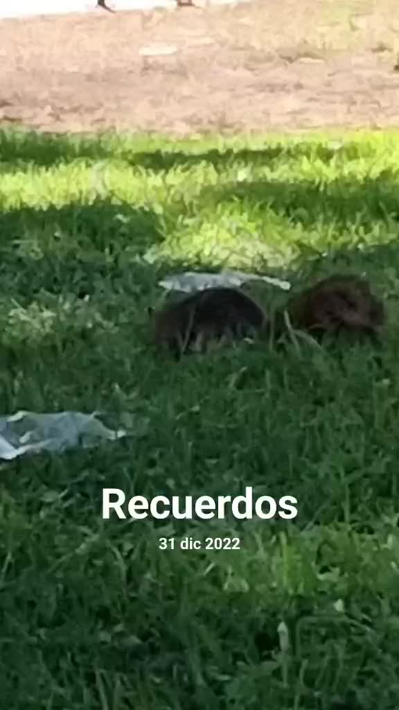 @🇲🇽🤎✨️Queen 🤎🌹👻🐛😺🦕🦜🩷
