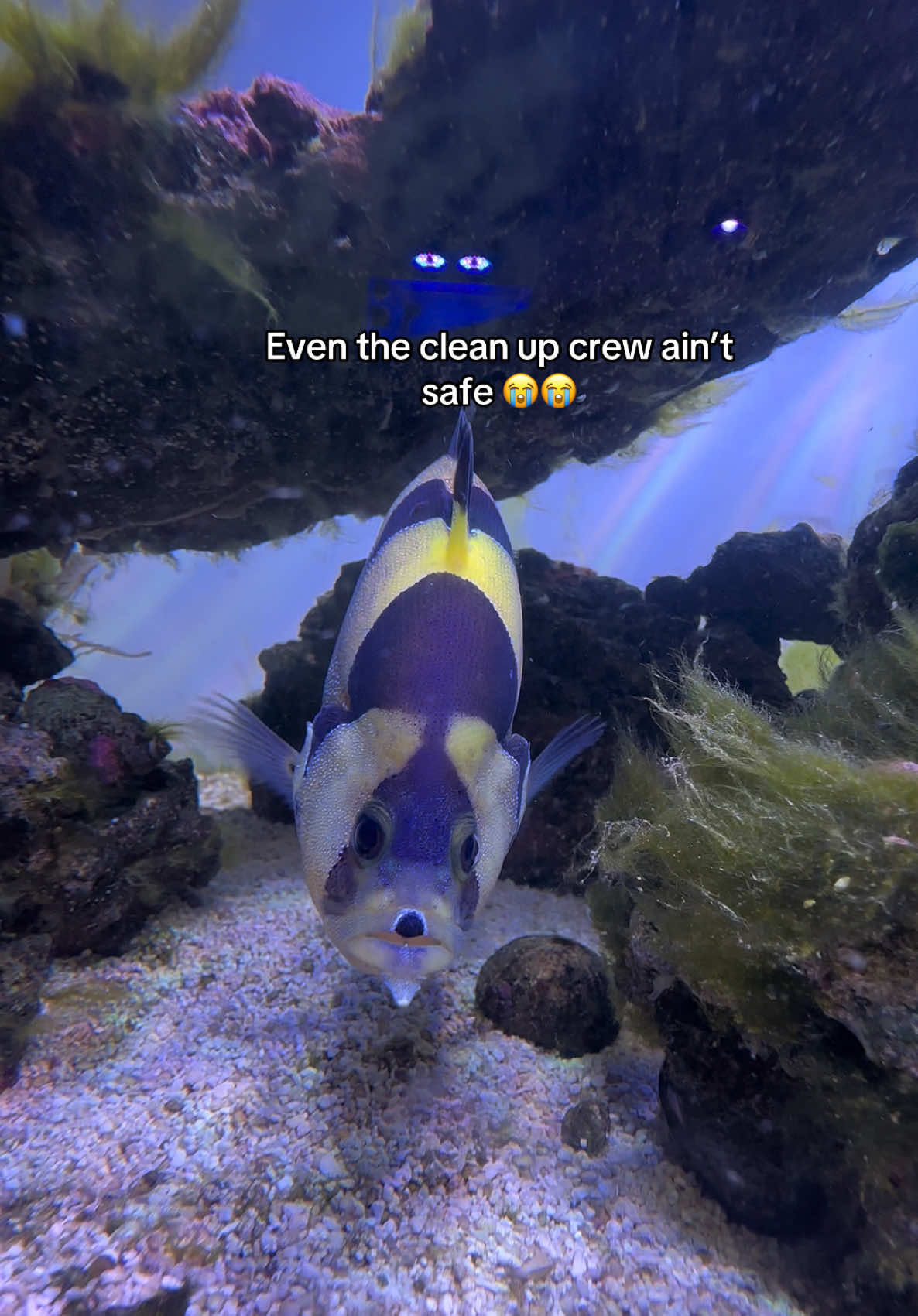 @ReefSync