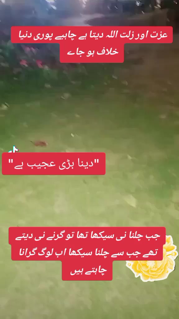 @shani malik