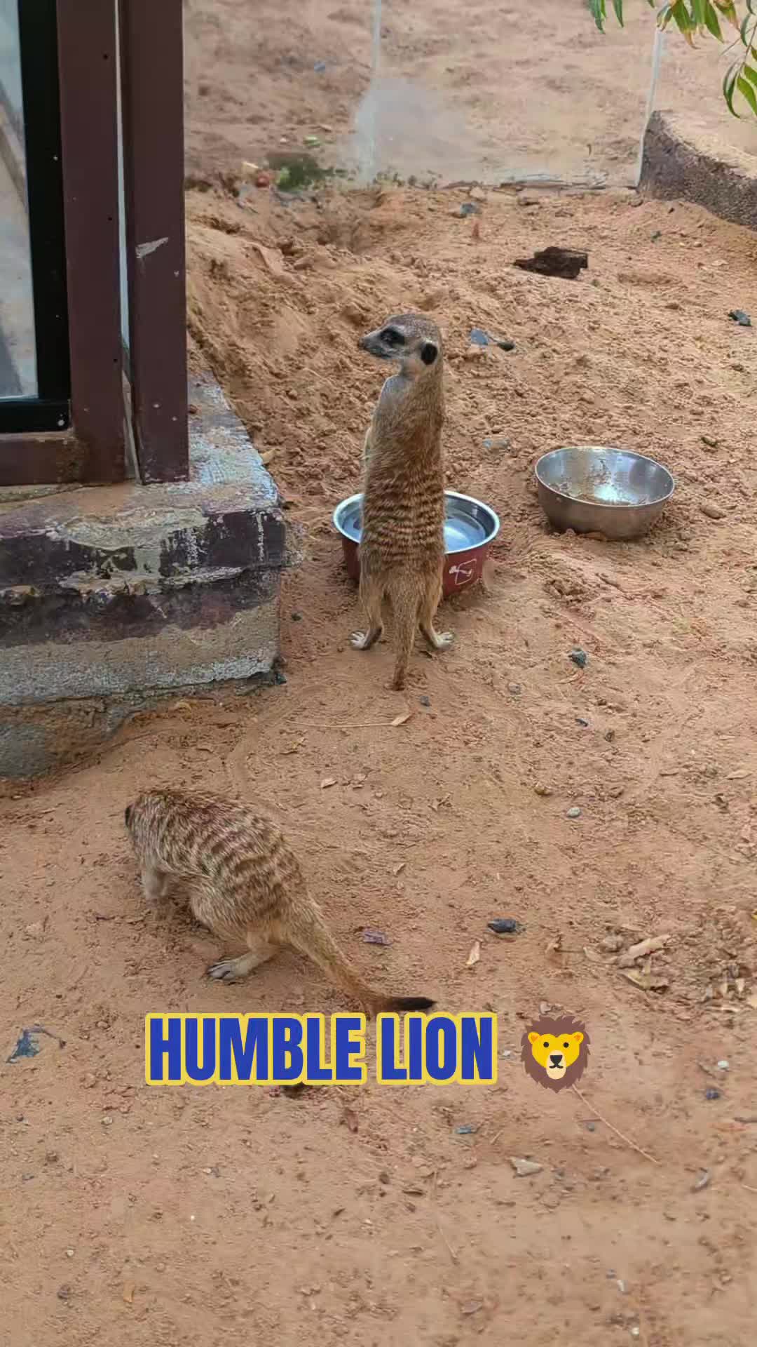 @HUMBLE LION 🦁