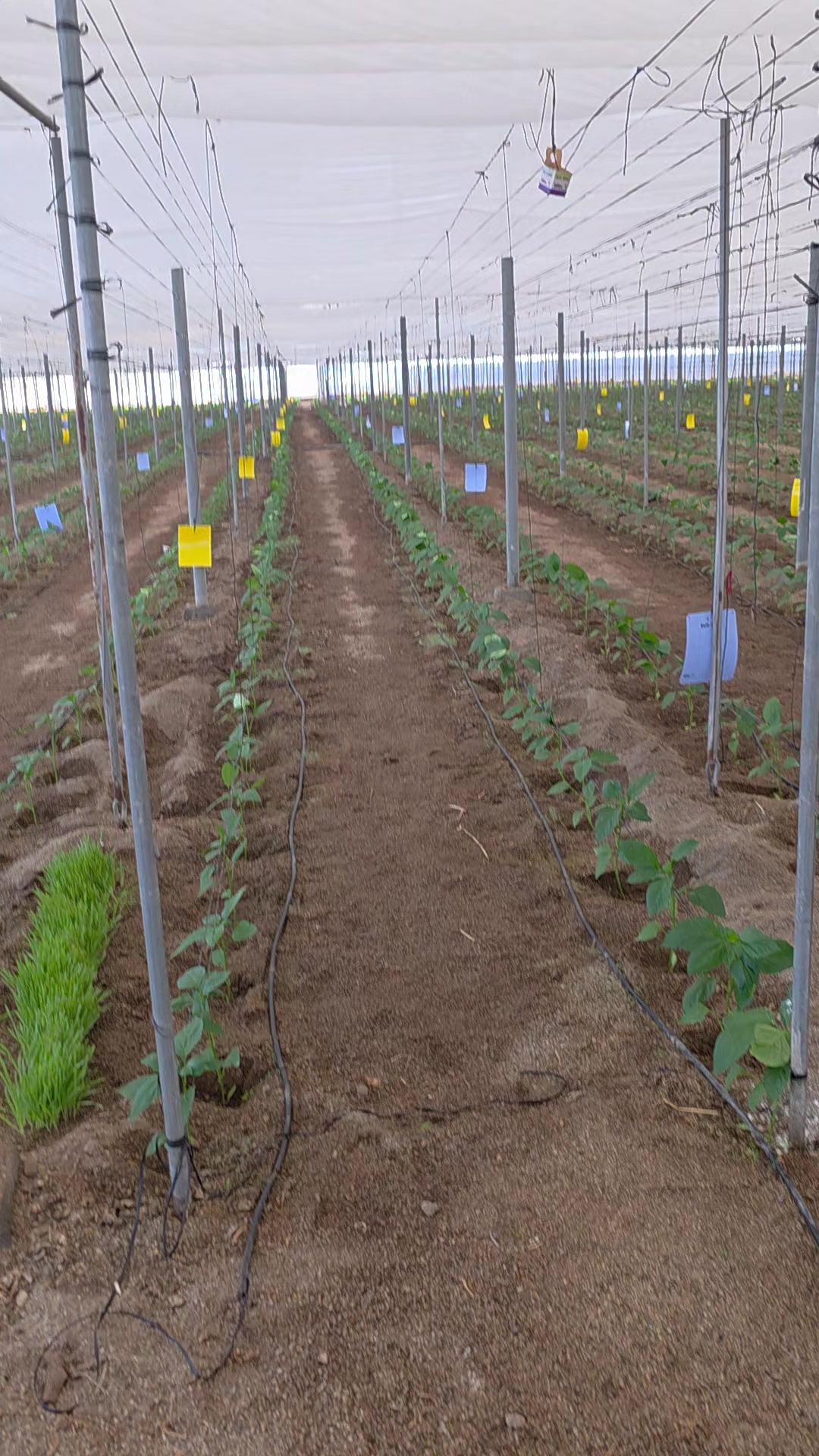 @El Extensionista del Agro