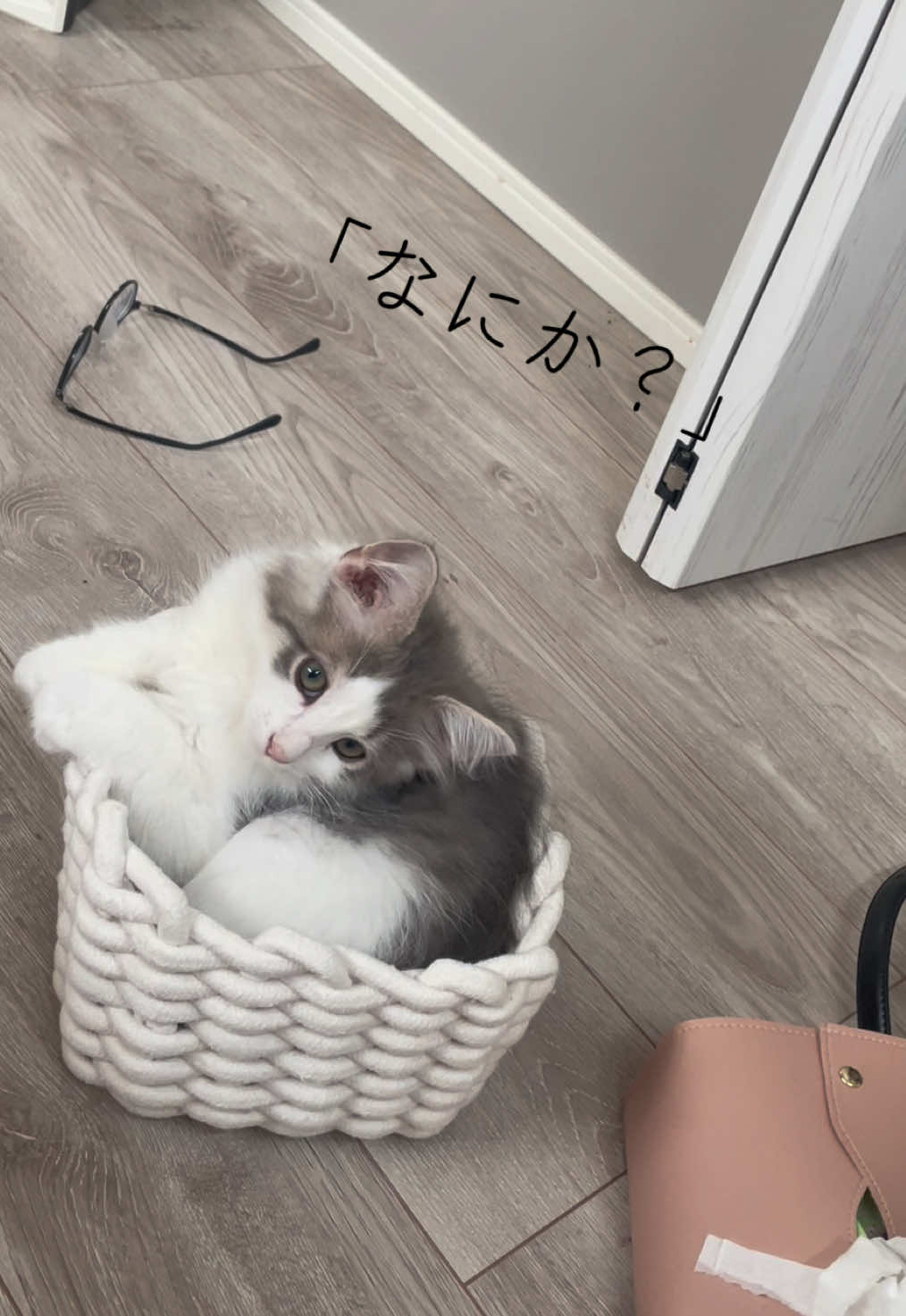 @うちの猫ニョン姉妹