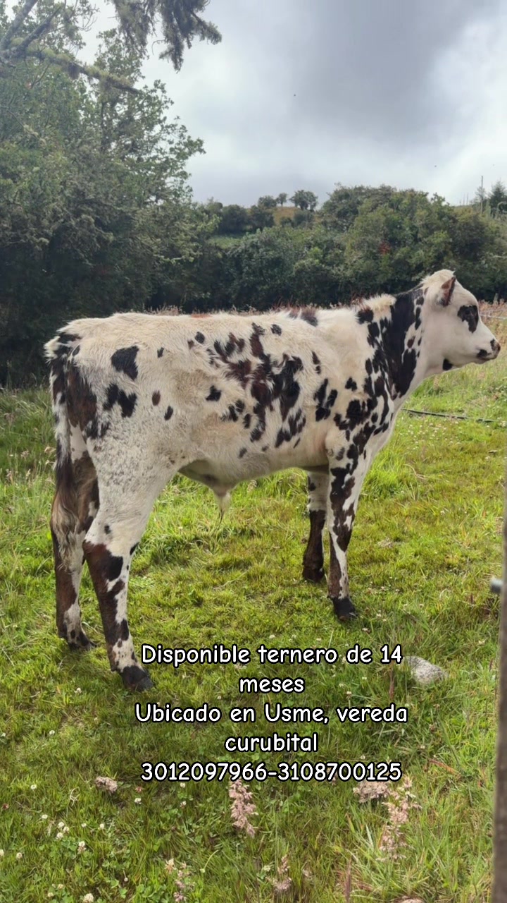 @Ganaderia San Jose 🐄