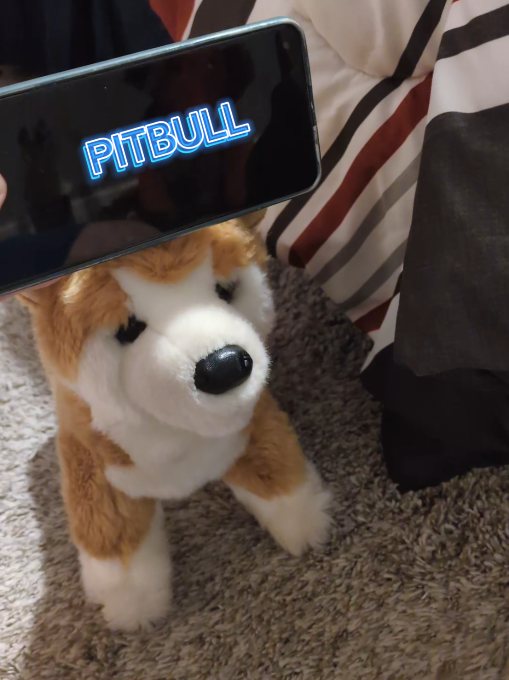 @shydoshiba