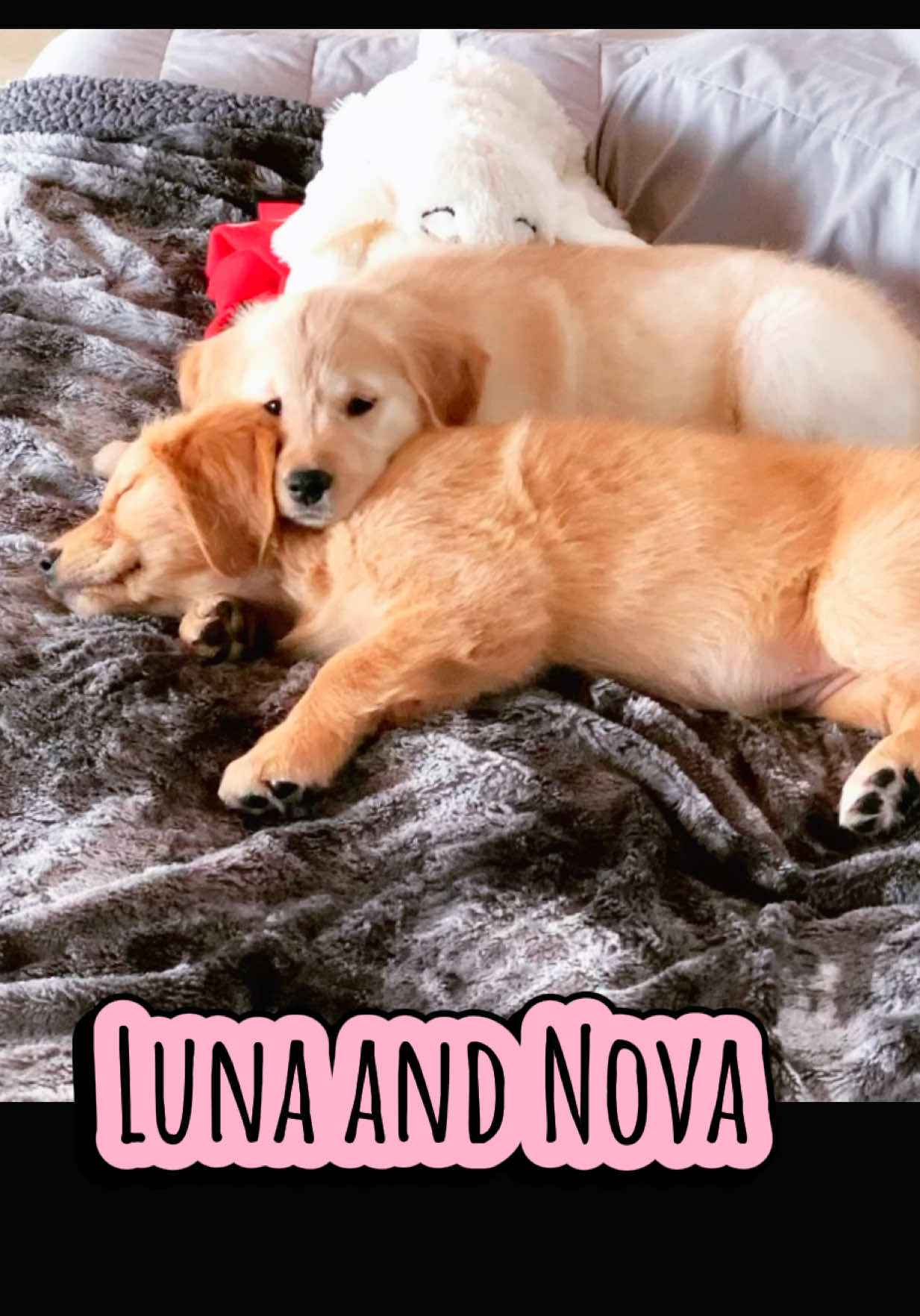 @Luna, Nova & Bella💜🩷💜
