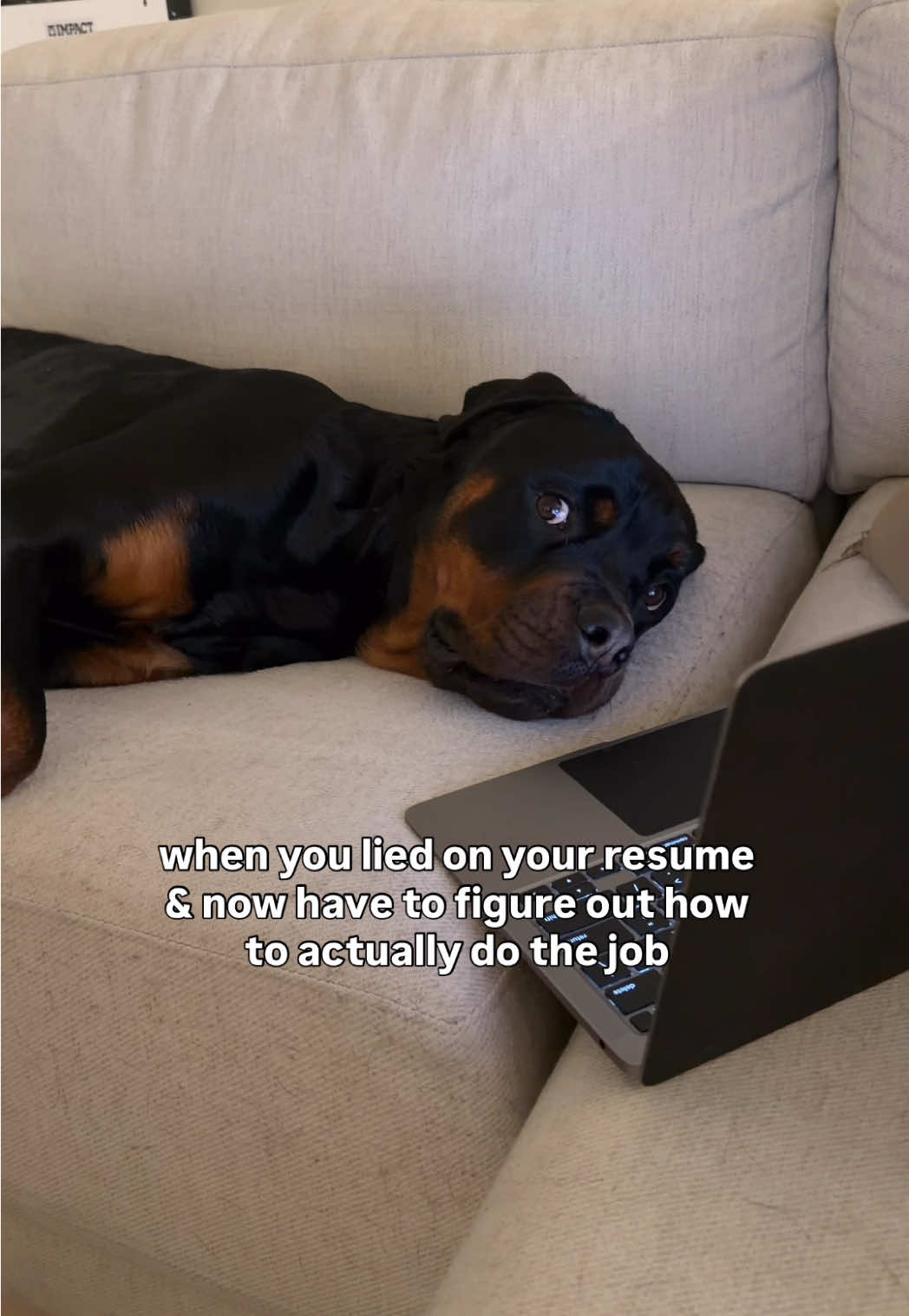 @Rex the Rottweiler