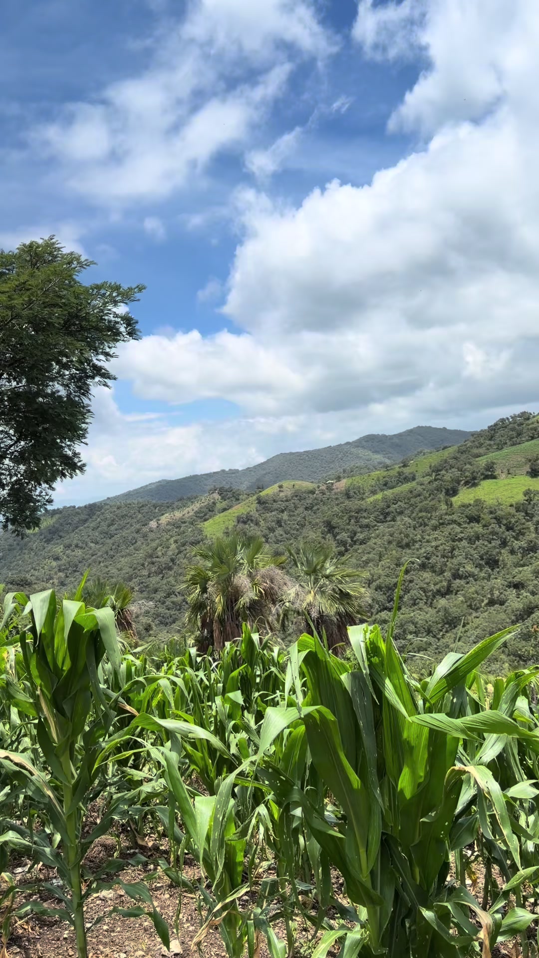 @Catana
