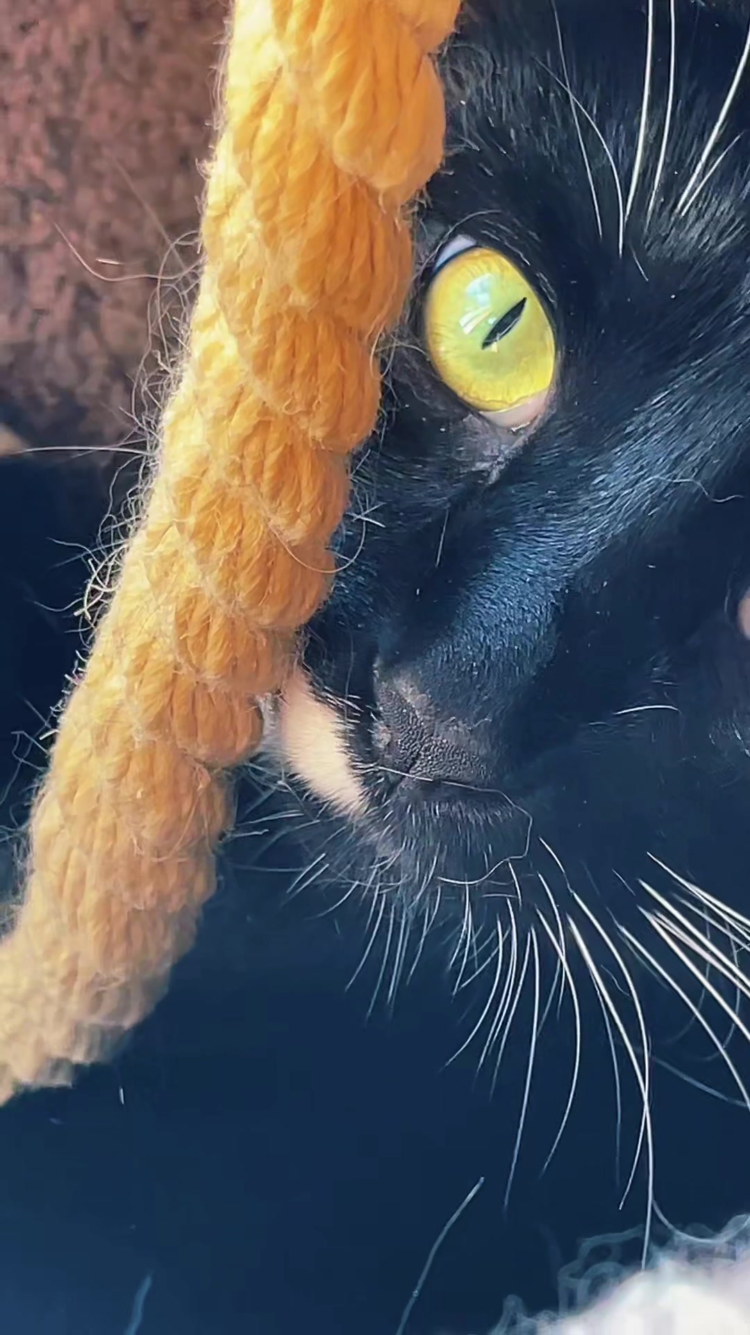 @Brad the CatDad 🐾