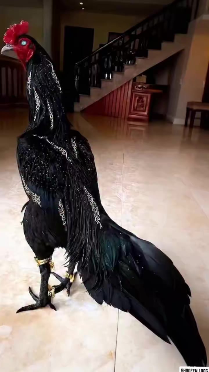 @꧁༒☬ঔৣ 𝓐𝓼𝓮𝓮𝓵ঔৣ☬༒꧂