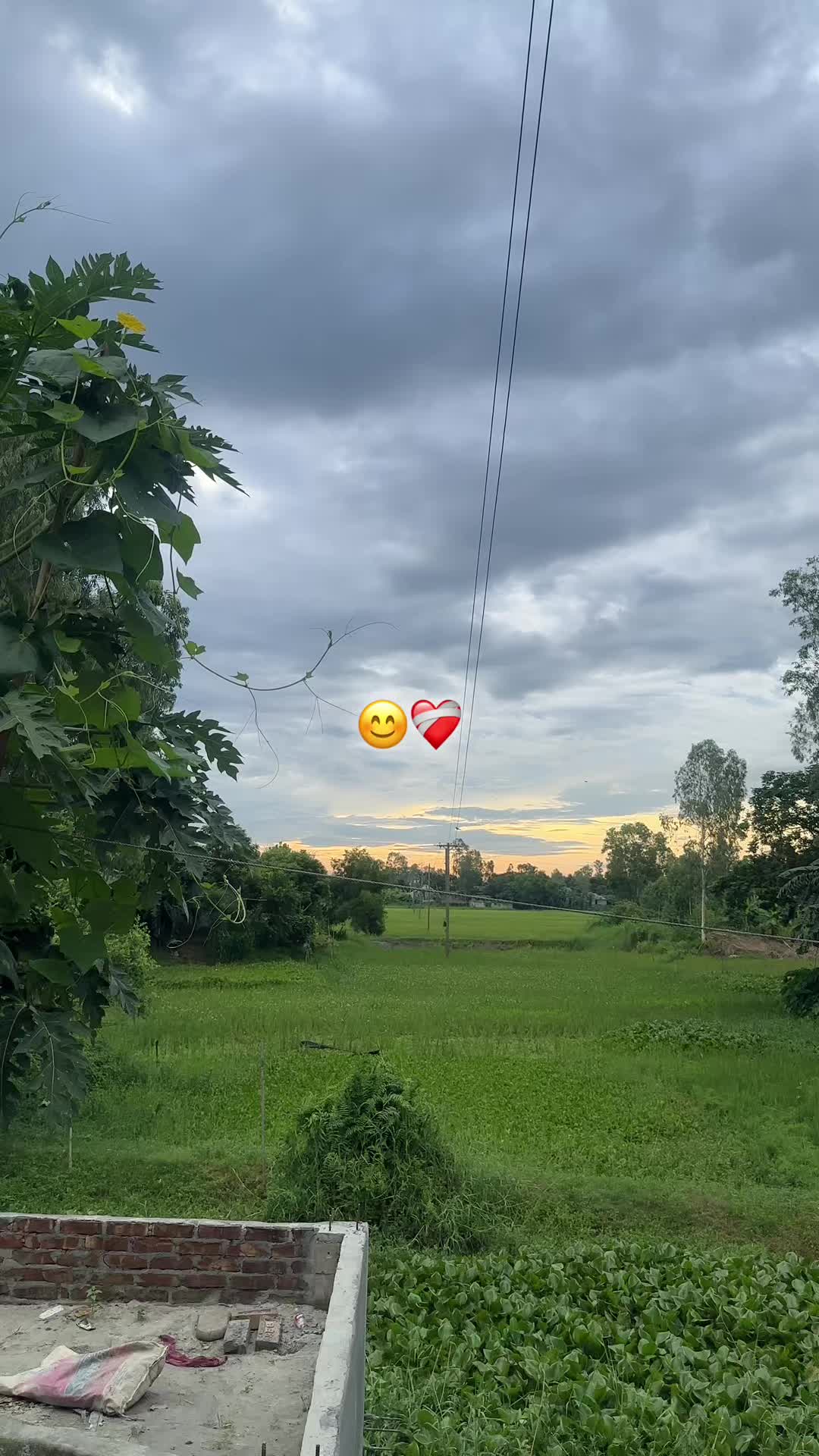 @🕊️