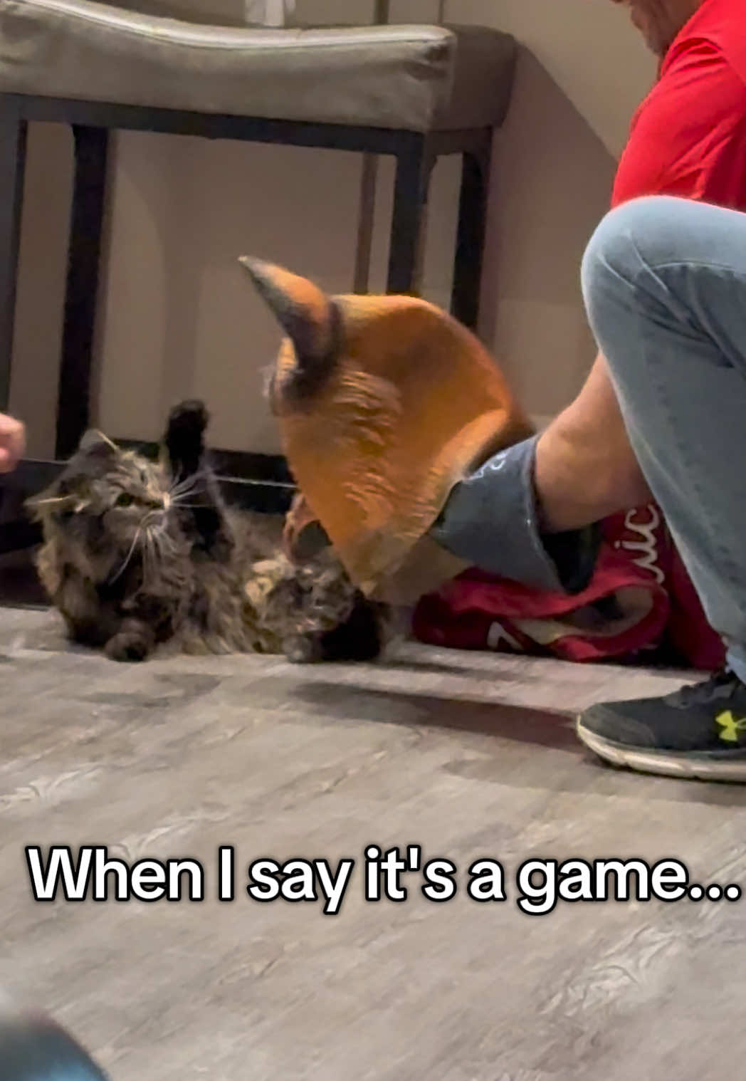 @RoxySnowballCatDrama