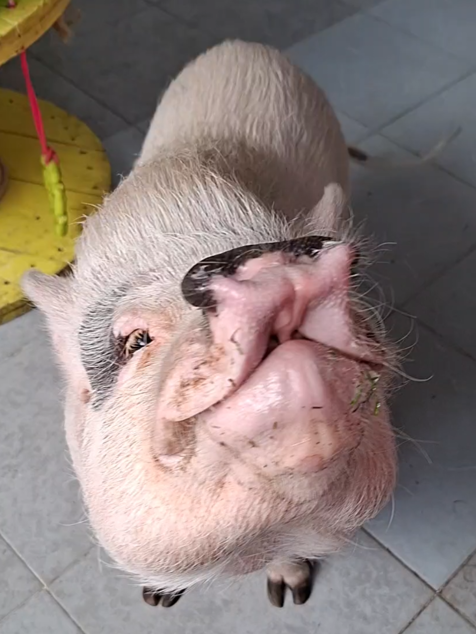 @🐷Ibi.pig🐷
