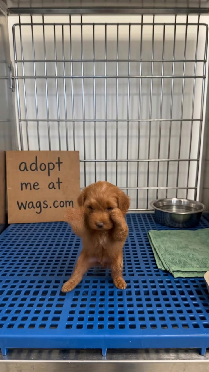 @WAGS