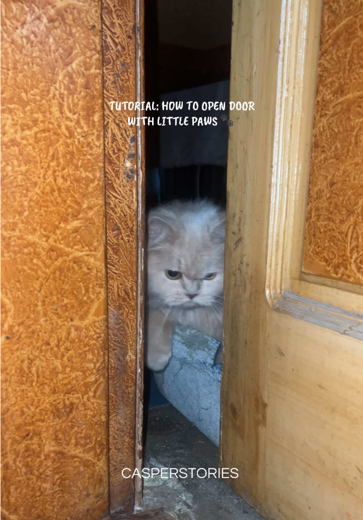 @𝑪𝒂𝒔𝒑𝒆𝒓 & 𝑴𝒊𝒏𝒏𝒊𝒆 🐾
