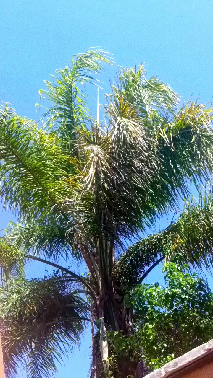 @Varona Miranda