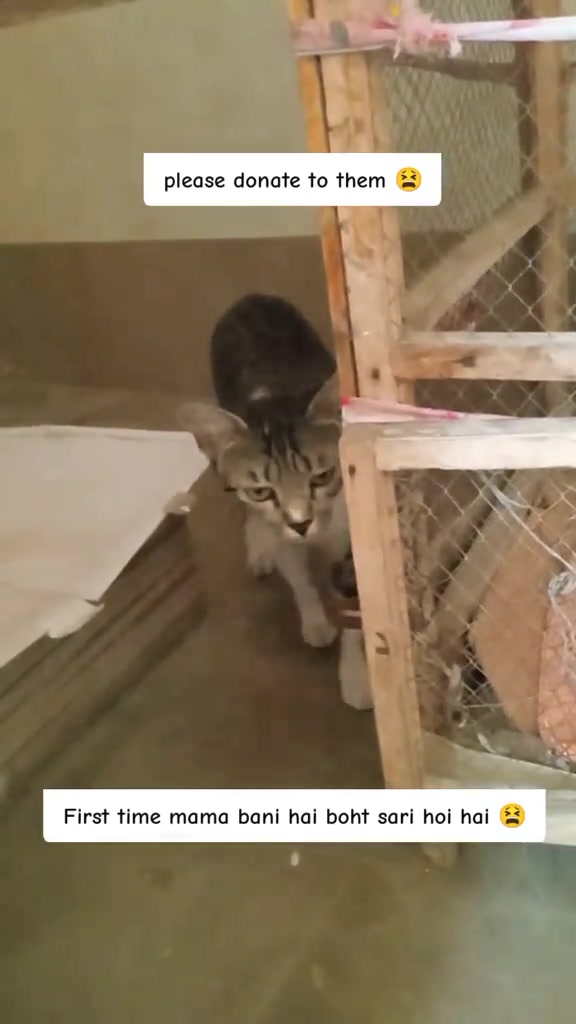 @mirha.donate.for.cat