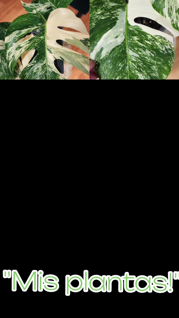 @Plants&Parks