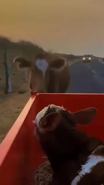 @Khaby Go Vegan