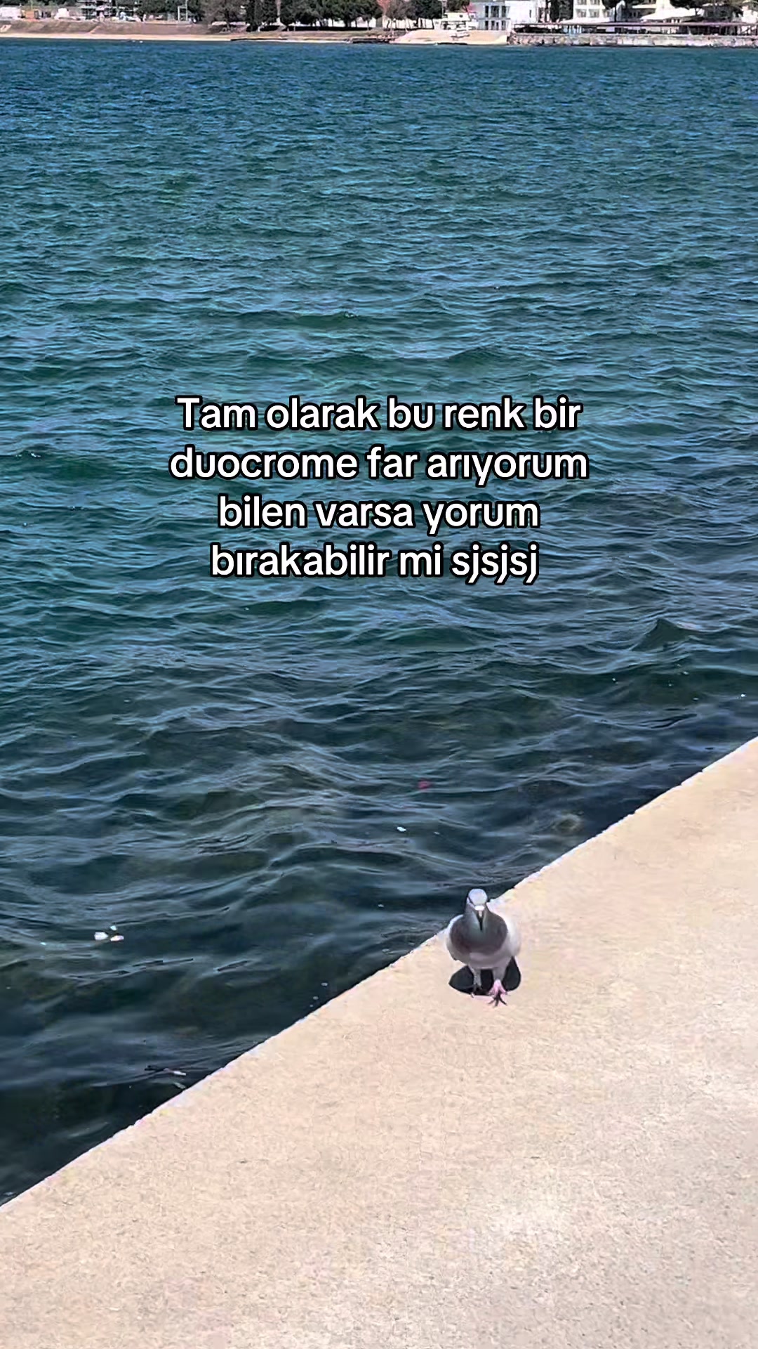 @Devekuşu