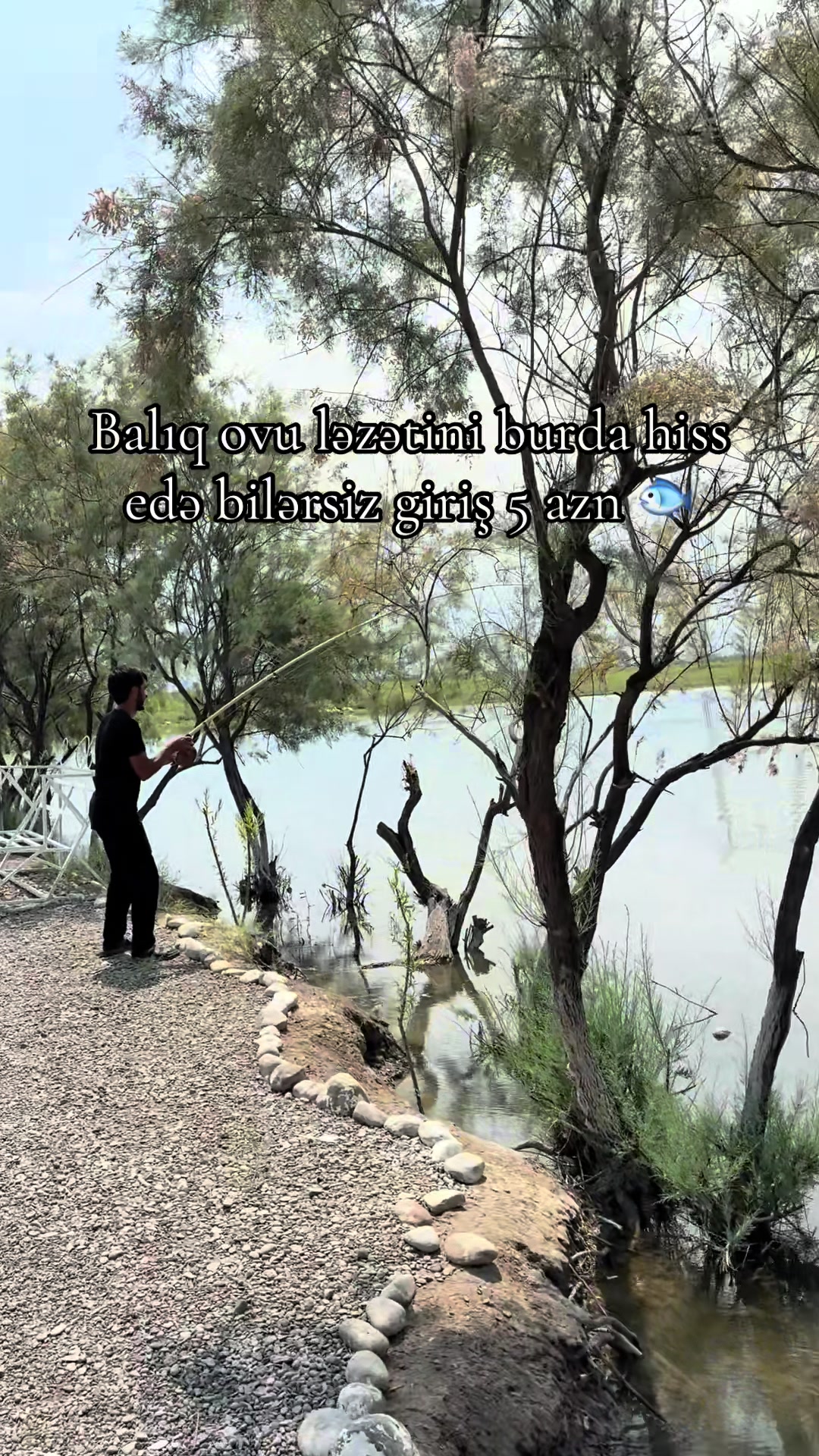 @Mingeçevir Atları