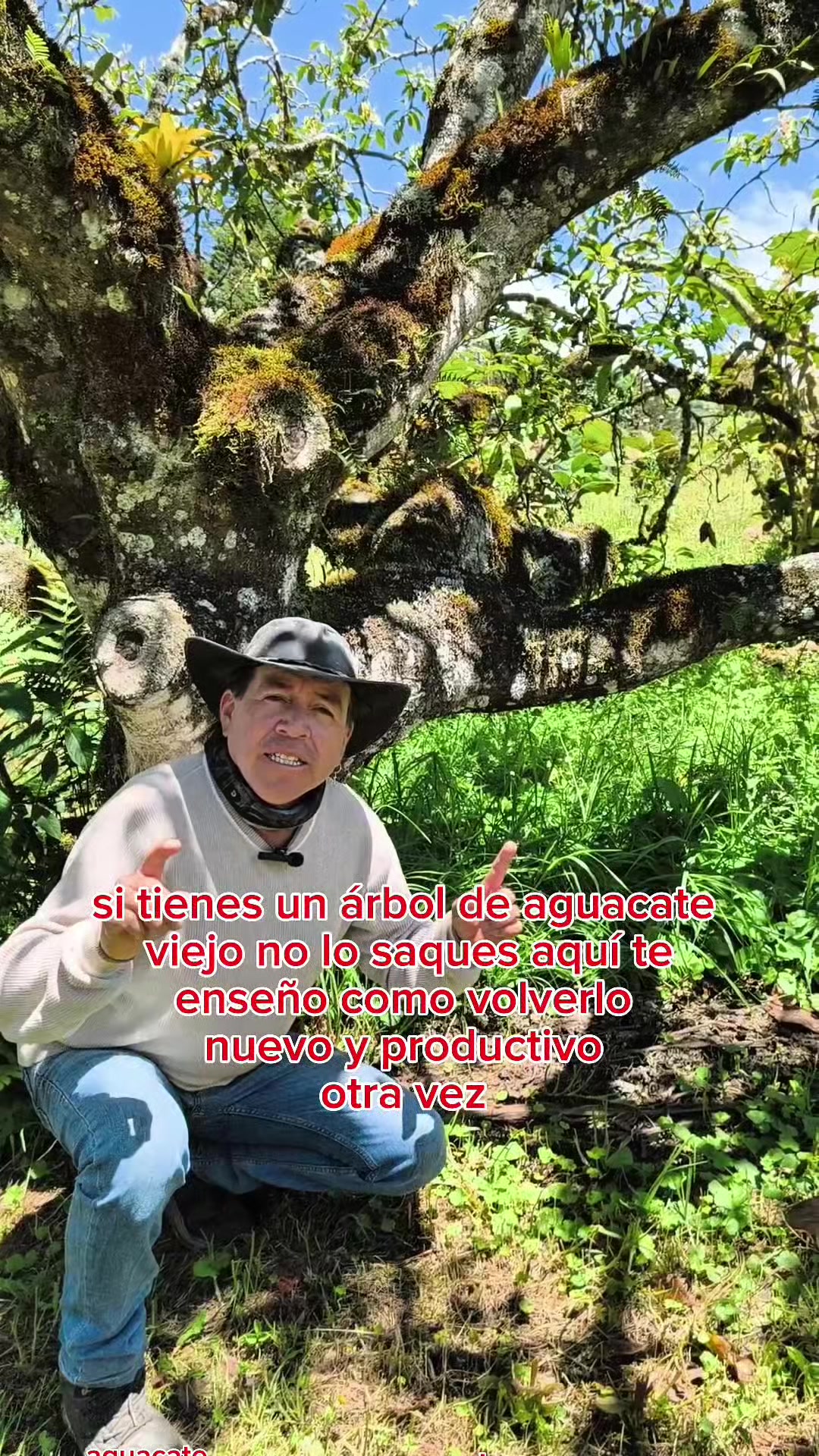 @tour del aguacate