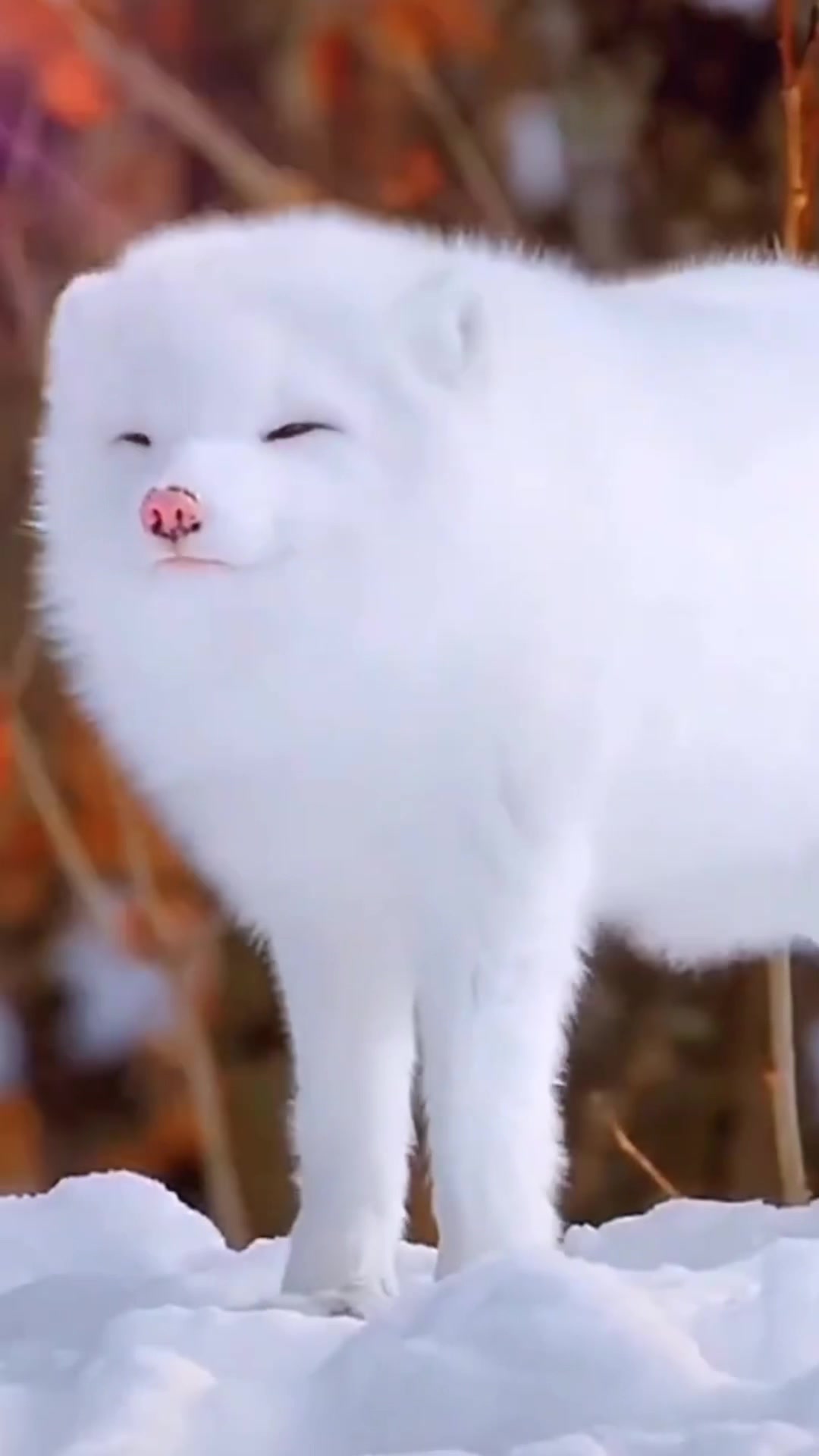 @菲菲