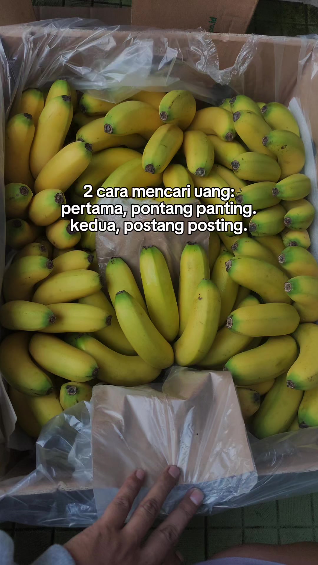 @supplier sayur dan buah sby