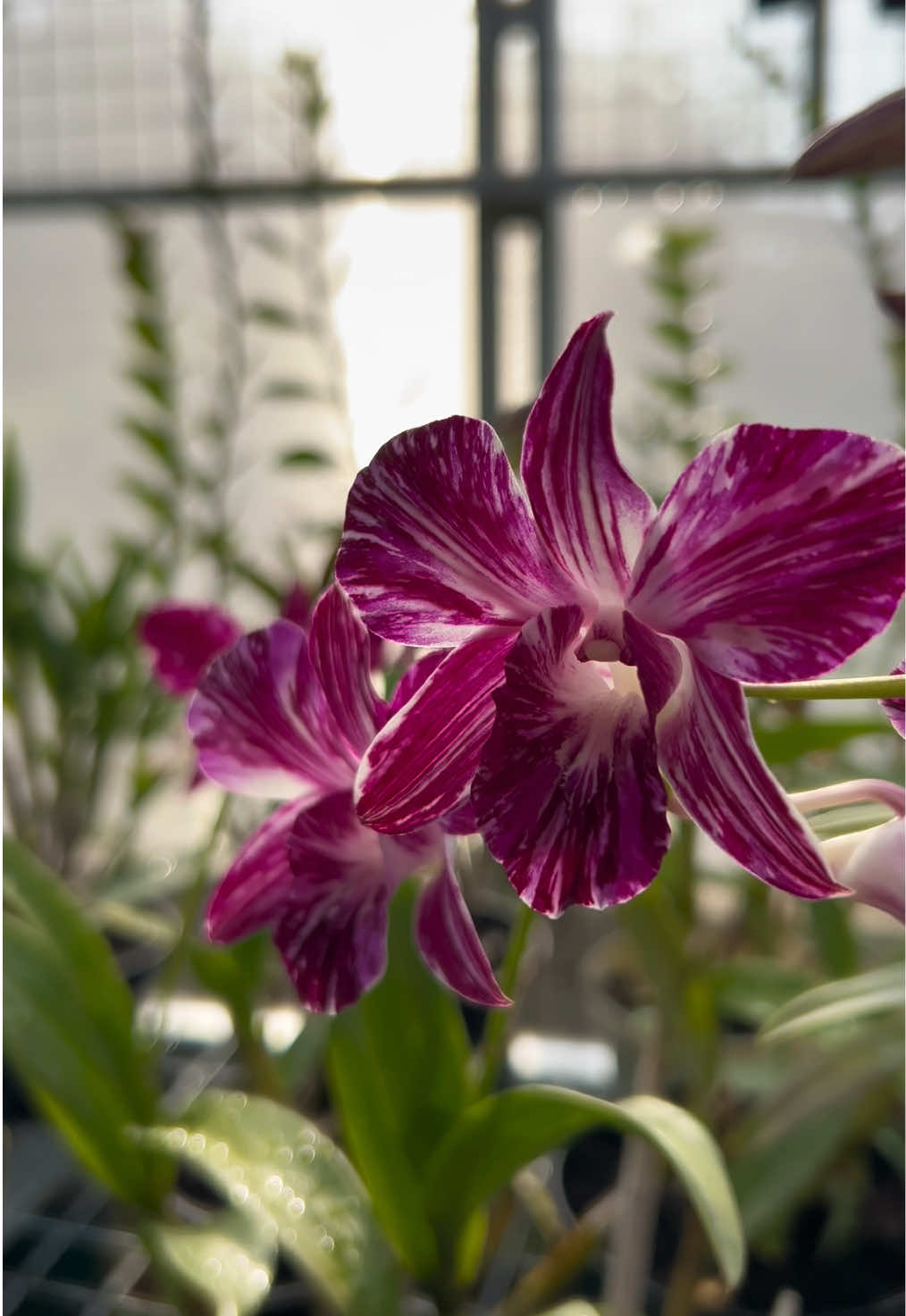 @Anggina Orchid