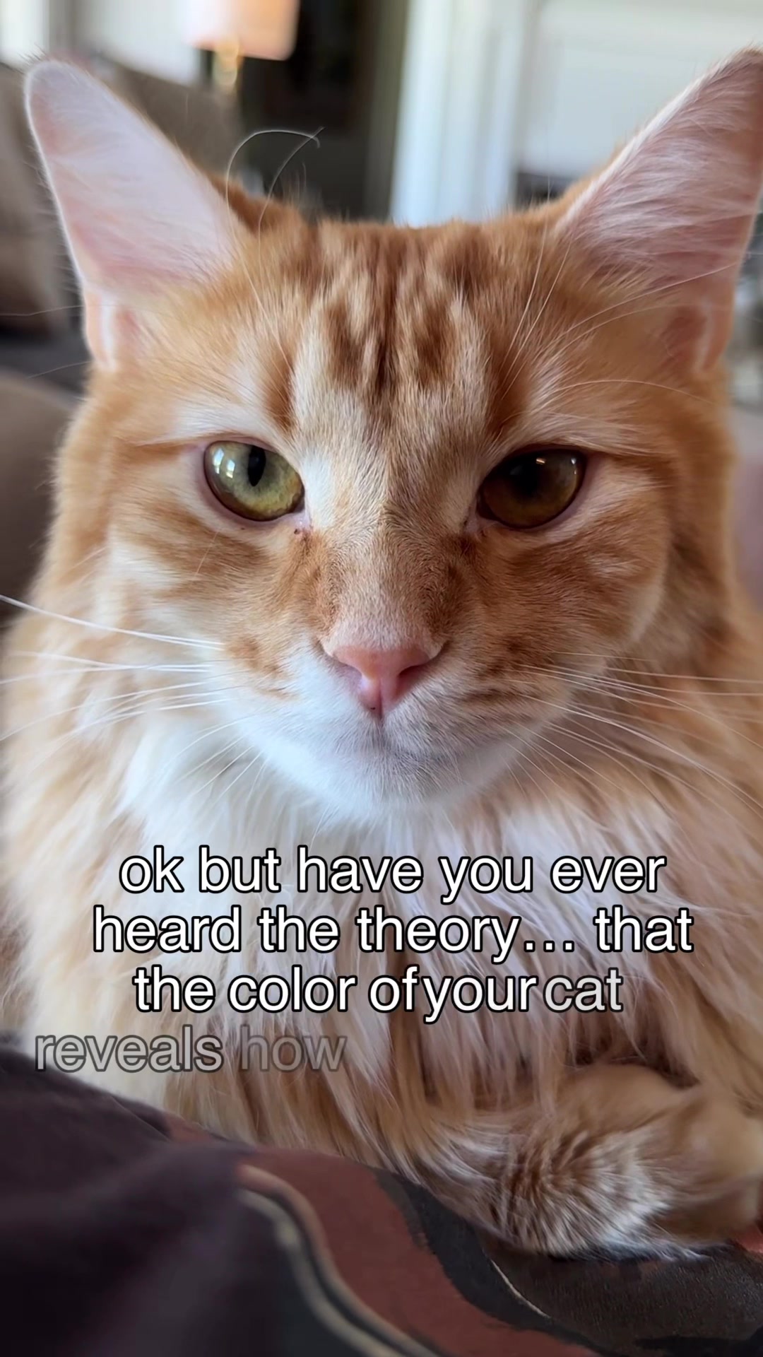 @Winnie: Maine Coon Kitty