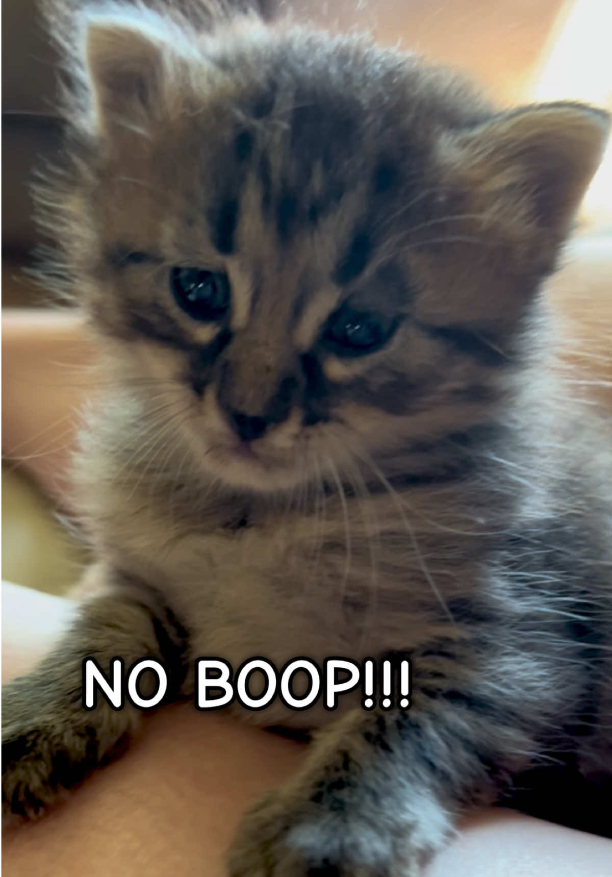 @presleythetuxie