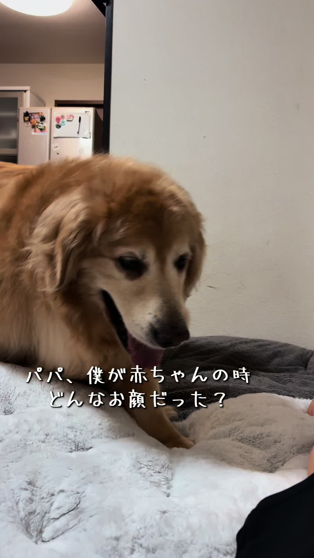 @ムックパパ🔶🐾