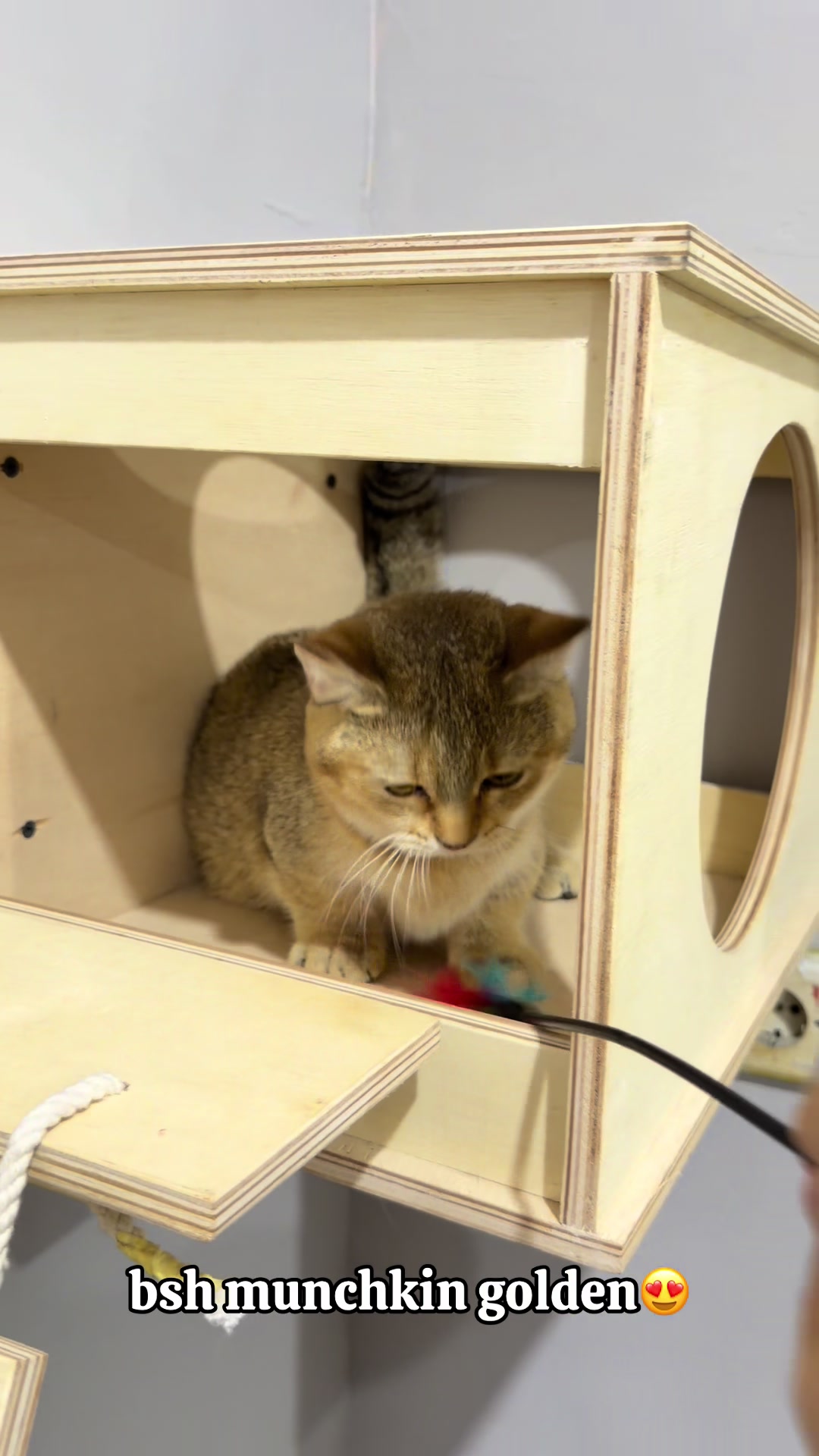 @Alghaizancathouse