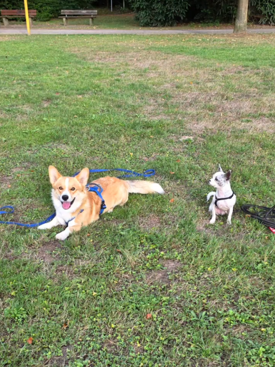 @Jerry_Coby_Chihuahua