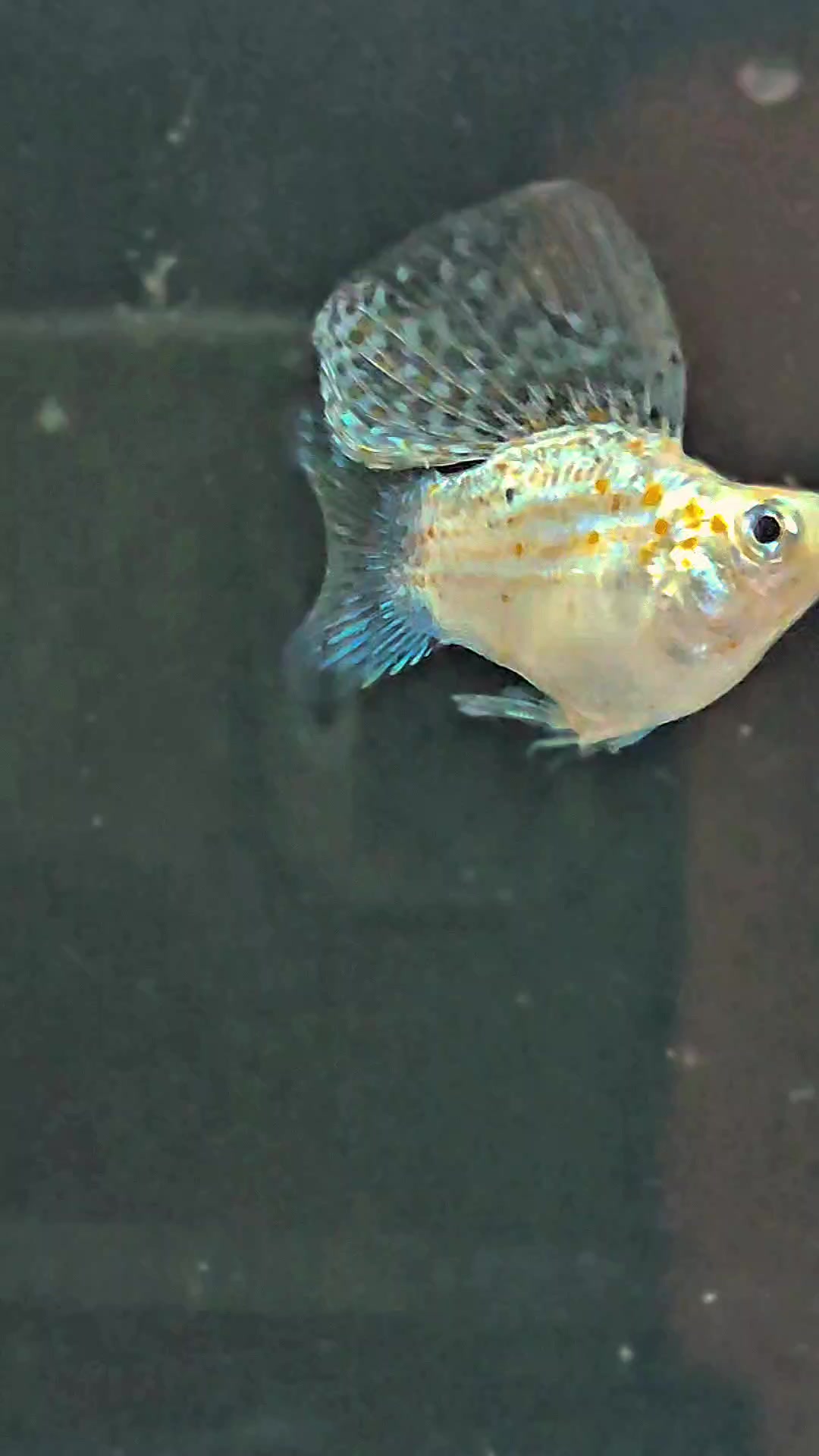 @Ramon Fish Banyuwangi