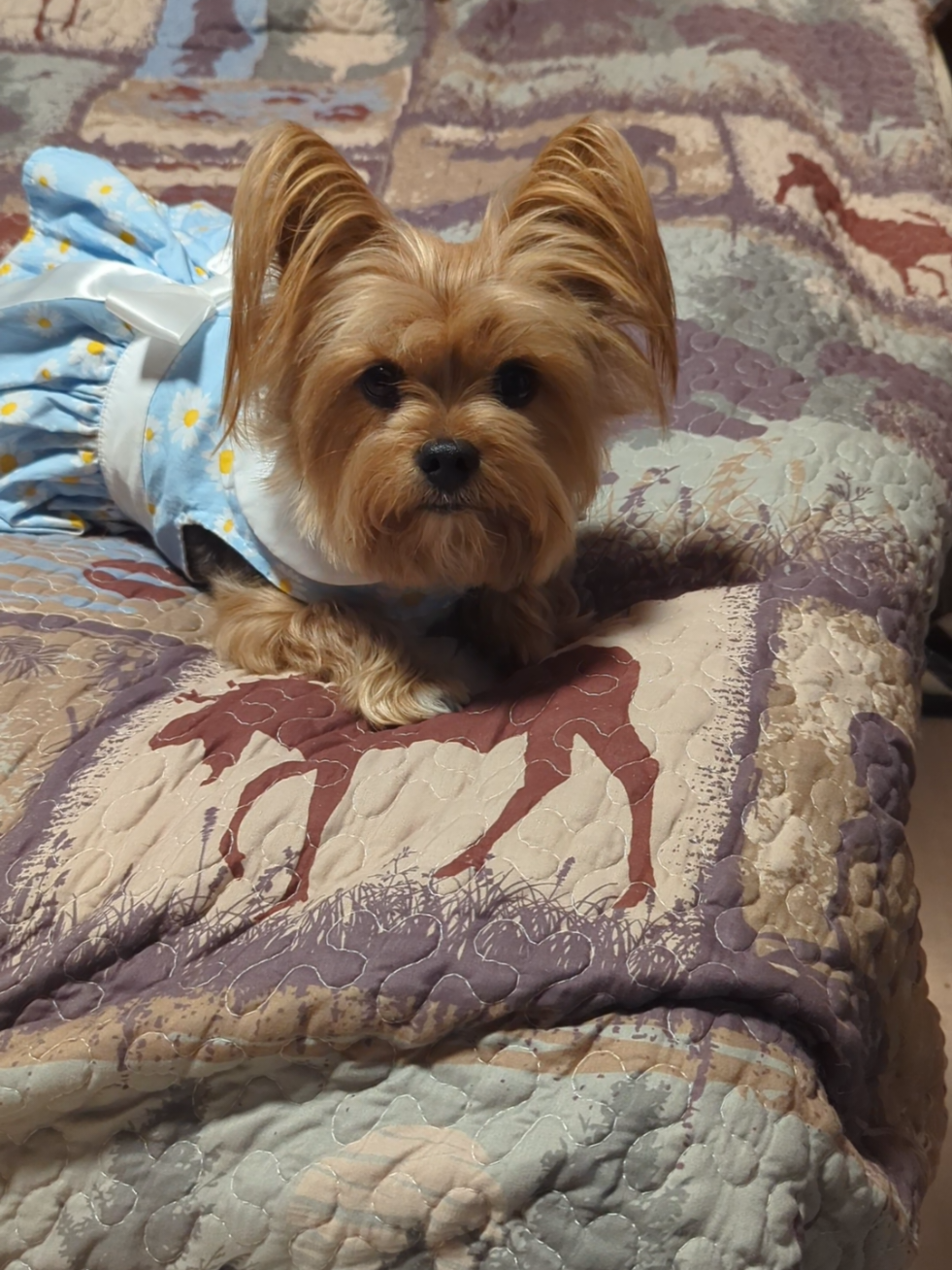 @Lizzytheyorkie