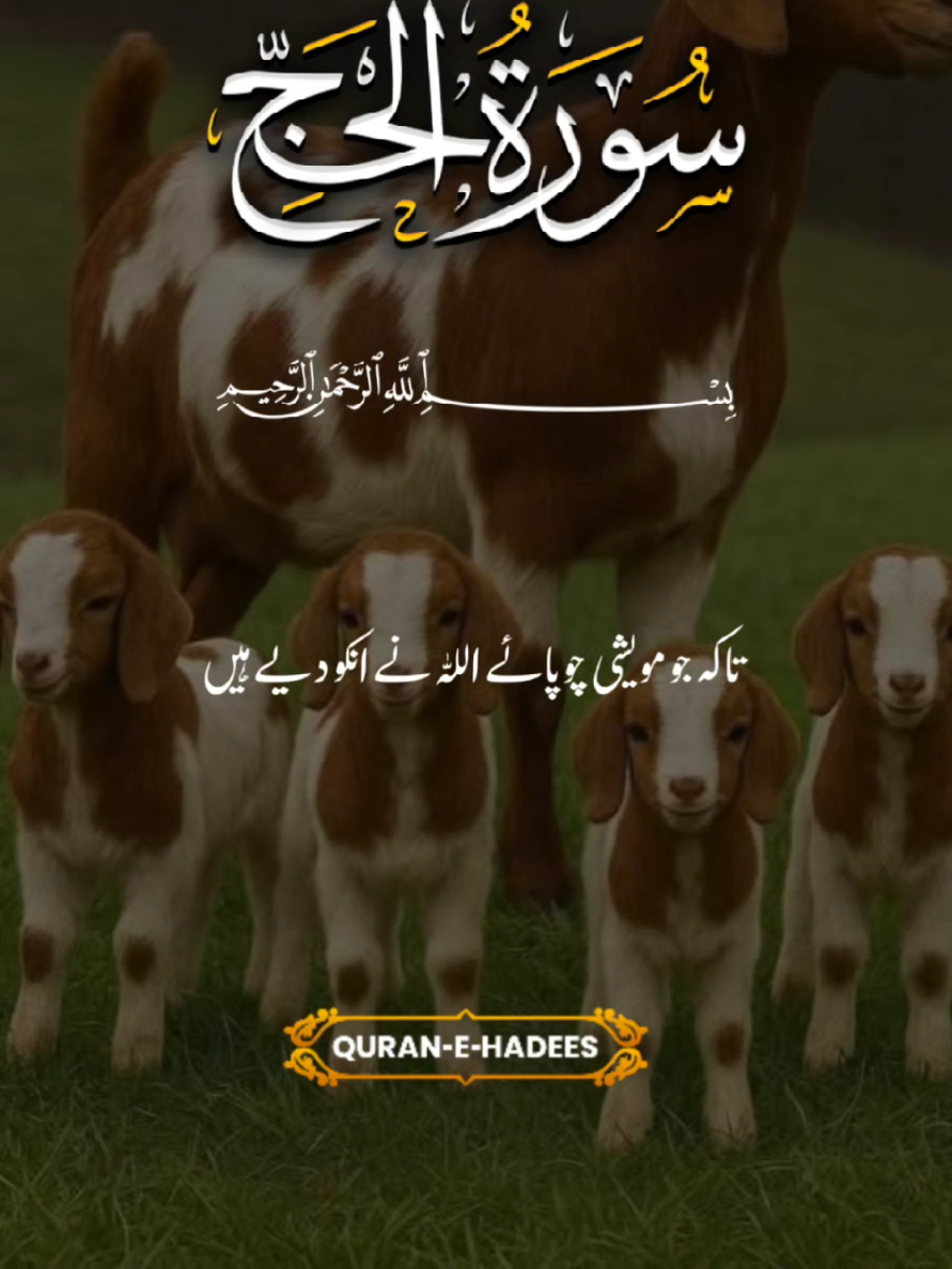 @umarimran786