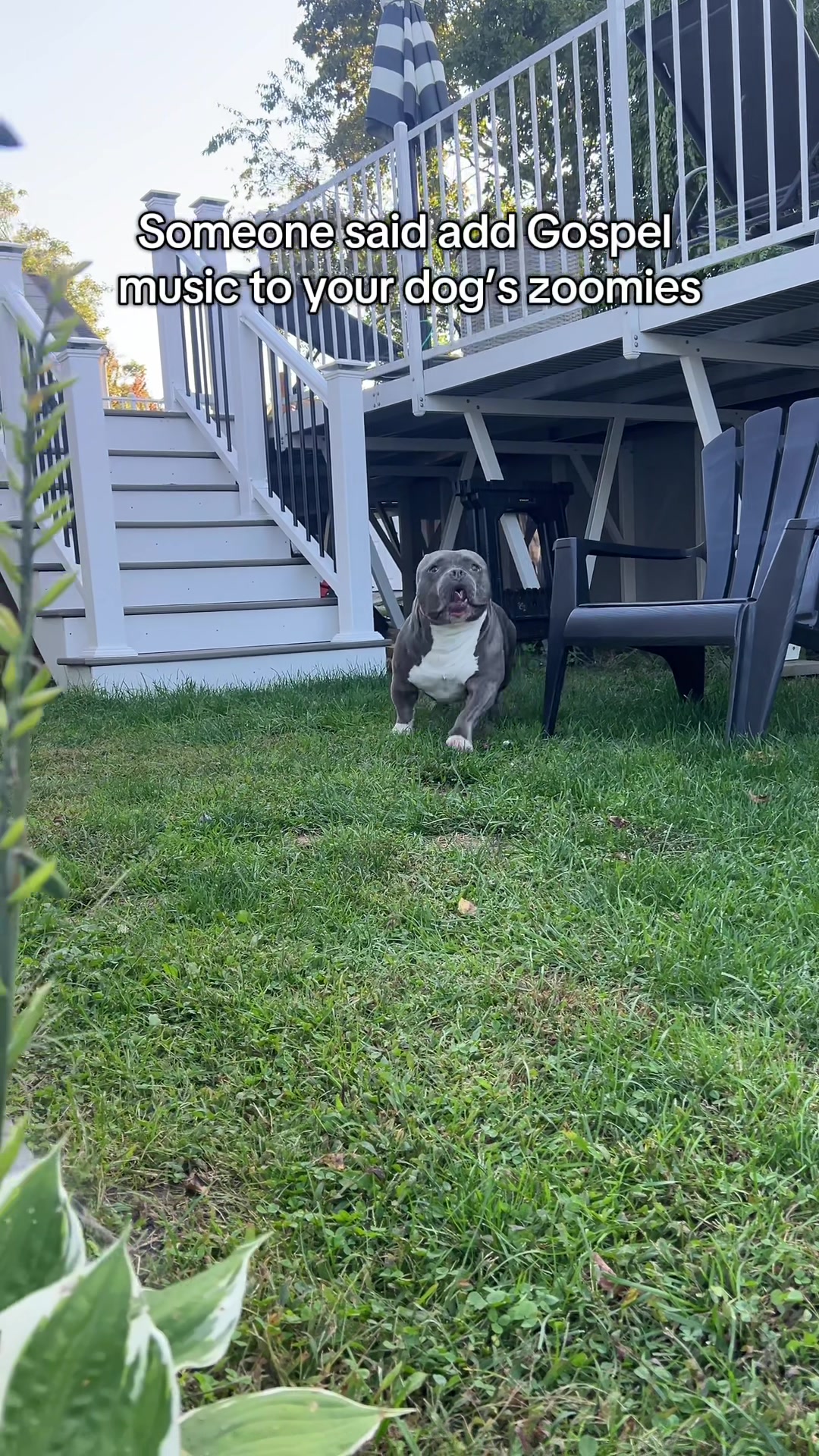 @Gunner | Pocket Bully