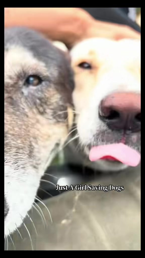 @Just A Girl Saving Dogs