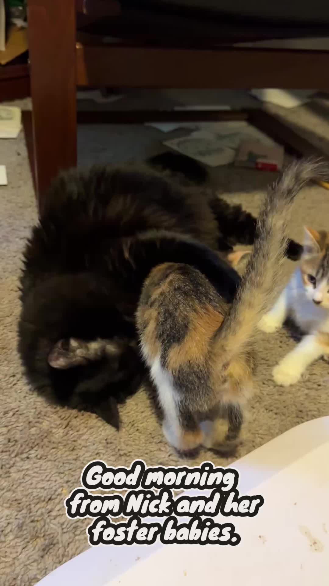 @Chaos and Cats