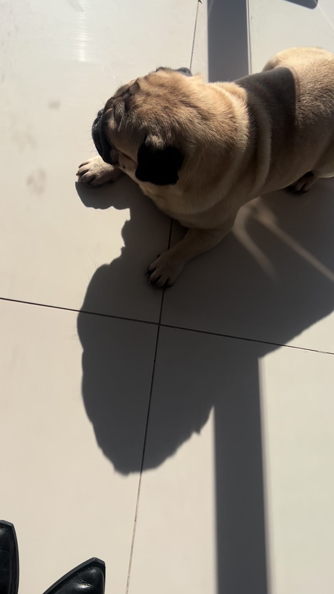 @pugSofyHarry