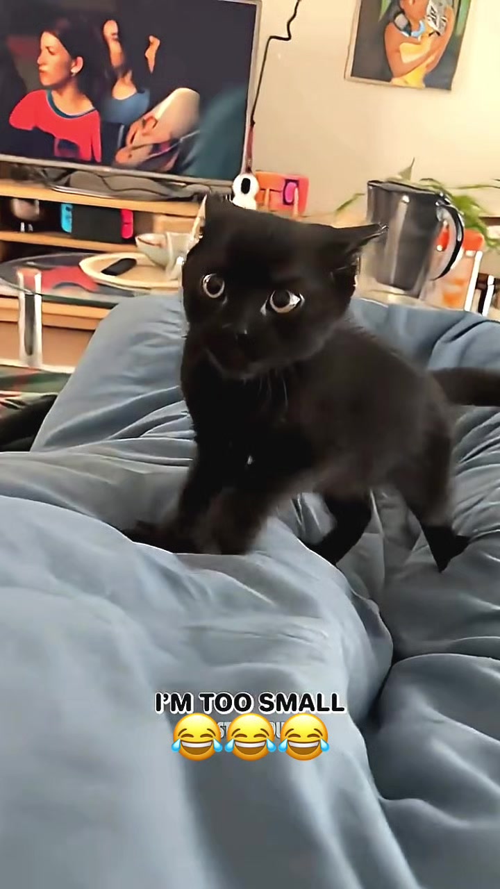@Funny_pets
