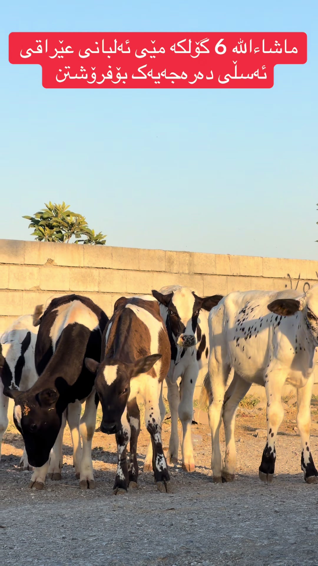 @مەیدانی ئاژەڵانی محمد 🐄🐂